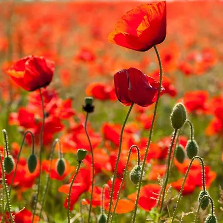 Ferienhaus-am-walnussbaum بيت للعطل *